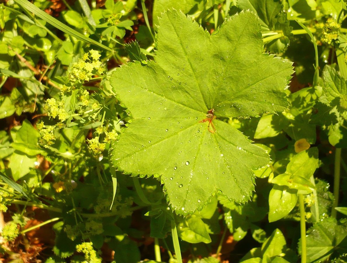 Alchemilla coriacea (Rosaceae)